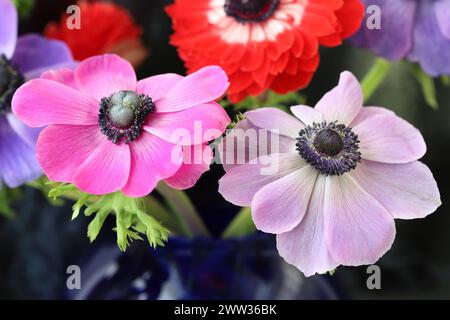 Primo piano di due splendidi fiori di anemone con una messa a fuoco selettiva Foto Stock