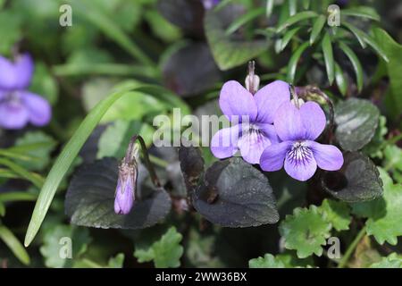 Primo piano di bellissime violette selvatiche in crescita, vista laterale Foto Stock