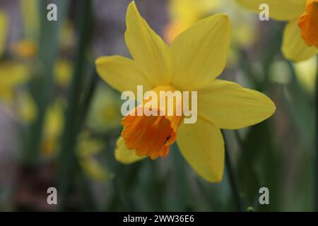 Primo piano di un singolo fiore di narcisi giallo-arancione su sfondo sfocato, copia spazio Foto Stock