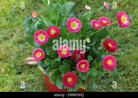 Vista dei fiori rosa di un Bellis perennis su uno sfondo verde prato Foto Stock