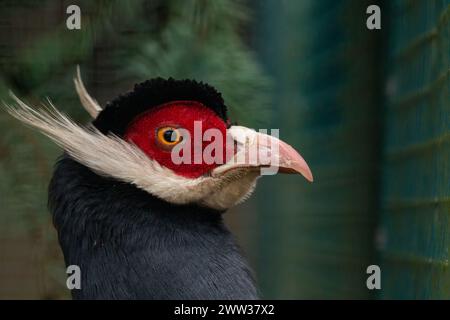 Ritratto fagiano dalle orecchie blu (Crossoptilon auritum), uccello in cattività, gabbia Foto Stock