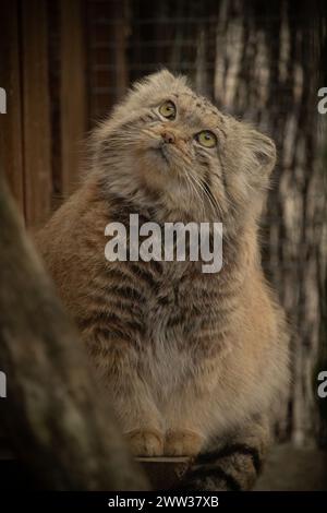 Pallas's Cat (Otocolobus manul), noto anche come il manul. Foto Stock