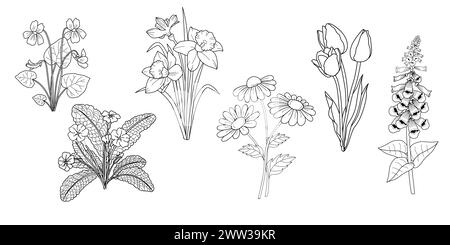 Set di fiori disegnati a mano, schizzi in bianco e nero in stile vintage. Viola, narcisi, tulipani, primula, foxglove, daisy. Illustrazione vettoriale Illustrazione Vettoriale