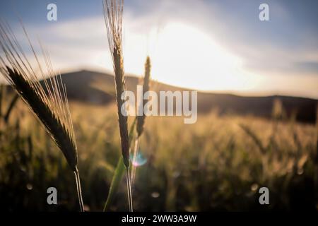 Tunisi, Tunisia. 20 marzo 2024. Tunisi, Tunisia. 20 marzo 2024. Raccolto di grano in un campo ad Ain Berda, alla periferia di Biserta, Tunisia. Il frumento duro e l'orzo sono una componente fondamentale dell'agricoltura tunisina e importanti prodotti di base in Tunisia, dove sono stati consumati per secoli. Eppure, circa due terzi di loro provengono dall'estero con la guerra Ucraina che ha sconvolto il mercato globale dei cereali, portando a importazioni di cereali più costose e inconsistenti (Credit Image: © Hasan mrad/IMAGESLIVE via ZUMA Press Wire) SOLO USO EDITORIALE! Non per USO commerciale! Foto Stock