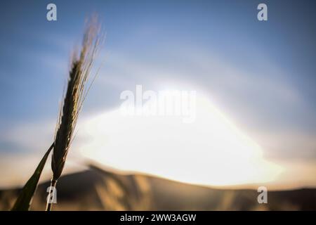 Tunisi, Tunisia. 20 marzo 2024. Tunisi, Tunisia. 20 marzo 2024. Raccolto di grano in un campo ad Ain Berda, alla periferia di Biserta, Tunisia. Il frumento duro e l'orzo sono una componente fondamentale dell'agricoltura tunisina e importanti prodotti di base in Tunisia, dove sono stati consumati per secoli. Eppure, circa due terzi di loro provengono dall'estero con la guerra Ucraina che ha sconvolto il mercato globale dei cereali, portando a importazioni di cereali più costose e inconsistenti (Credit Image: © Hasan mrad/IMAGESLIVE via ZUMA Press Wire) SOLO USO EDITORIALE! Non per USO commerciale! Foto Stock