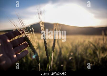 Tunisi, Tunisia. 20 marzo 2024. Tunisi, Tunisia. 20 marzo 2024. Raccolto di grano in un campo ad Ain Berda, alla periferia di Biserta, Tunisia. Il frumento duro e l'orzo sono una componente fondamentale dell'agricoltura tunisina e importanti prodotti di base in Tunisia, dove sono stati consumati per secoli. Eppure, circa due terzi di loro provengono dall'estero con la guerra Ucraina che ha sconvolto il mercato globale dei cereali, portando a importazioni di cereali più costose e inconsistenti (Credit Image: © Hasan mrad/IMAGESLIVE via ZUMA Press Wire) SOLO USO EDITORIALE! Non per USO commerciale! Foto Stock