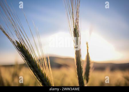 Tunisi, Tunisia. 20 marzo 2024. Tunisi, Tunisia. 20 marzo 2024. Raccolto di grano in un campo ad Ain Berda, alla periferia di Biserta, Tunisia. Il frumento duro e l'orzo sono una componente fondamentale dell'agricoltura tunisina e importanti prodotti di base in Tunisia, dove sono stati consumati per secoli. Eppure, circa due terzi di loro provengono dall'estero con la guerra Ucraina che ha sconvolto il mercato globale dei cereali, portando a importazioni di cereali più costose e inconsistenti (Credit Image: © Hasan mrad/IMAGESLIVE via ZUMA Press Wire) SOLO USO EDITORIALE! Non per USO commerciale! Foto Stock