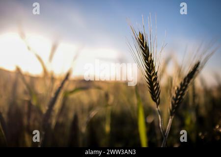 Tunisi, Tunisia. 20 marzo 2024. Tunisi, Tunisia. 20 marzo 2024. Raccolto di grano in un campo ad Ain Berda, alla periferia di Biserta, Tunisia. Il frumento duro e l'orzo sono una componente fondamentale dell'agricoltura tunisina e importanti prodotti di base in Tunisia, dove sono stati consumati per secoli. Eppure, circa due terzi di loro provengono dall'estero con la guerra Ucraina che ha sconvolto il mercato globale dei cereali, portando a importazioni di cereali più costose e inconsistenti (Credit Image: © Hasan mrad/IMAGESLIVE via ZUMA Press Wire) SOLO USO EDITORIALE! Non per USO commerciale! Foto Stock