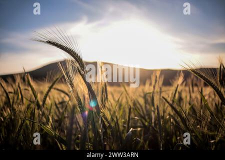 Tunisi, Tunisia. 20 marzo 2024. Tunisi, Tunisia. 20 marzo 2024. Raccolto di grano in un campo ad Ain Berda, alla periferia di Biserta, Tunisia. Il frumento duro e l'orzo sono una componente fondamentale dell'agricoltura tunisina e importanti prodotti di base in Tunisia, dove sono stati consumati per secoli. Eppure, circa due terzi di loro provengono dall'estero con la guerra Ucraina che ha sconvolto il mercato globale dei cereali, portando a importazioni di cereali più costose e inconsistenti (Credit Image: © Hasan mrad/IMAGESLIVE via ZUMA Press Wire) SOLO USO EDITORIALE! Non per USO commerciale! Foto Stock