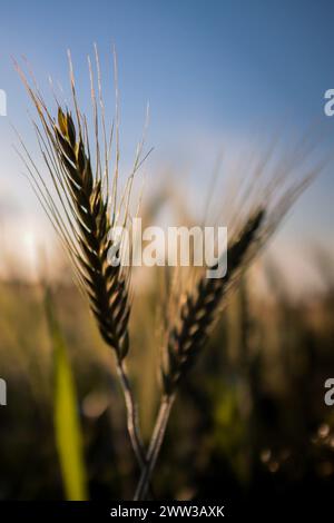 Tunisi, Tunisia. 20 marzo 2024. Tunisi, Tunisia. 20 marzo 2024. Raccolto di grano in un campo ad Ain Berda, alla periferia di Biserta, Tunisia. Il frumento duro e l'orzo sono una componente fondamentale dell'agricoltura tunisina e importanti prodotti di base in Tunisia, dove sono stati consumati per secoli. Eppure, circa due terzi di loro provengono dall'estero con la guerra Ucraina che ha sconvolto il mercato globale dei cereali, portando a importazioni di cereali più costose e inconsistenti (Credit Image: © Hasan mrad/IMAGESLIVE via ZUMA Press Wire) SOLO USO EDITORIALE! Non per USO commerciale! Foto Stock