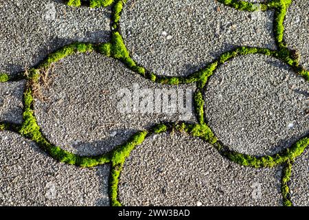 Muschio tra pietre di pavimentazione, Baviera Germania Foto Stock