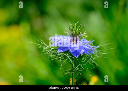 Jungfer im Gruenen, (Nigella damascena) alta Baviera, Baviera, Germania Foto Stock