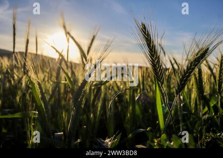 Tunisi, Tunisia. 20 marzo 2024. Tunisi, Tunisia. 20 marzo 2024. Raccolto di grano in un campo ad Ain Berda, alla periferia di Biserta, Tunisia. Il frumento duro e l'orzo sono una componente fondamentale dell'agricoltura tunisina e importanti prodotti di base in Tunisia, dove sono stati consumati per secoli. Eppure, circa due terzi di loro provengono dall'estero con la guerra Ucraina che ha sconvolto il mercato globale dei cereali, portando a importazioni di cereali più costose e inconsistenti (Credit Image: © Hasan mrad/IMAGESLIVE via ZUMA Press Wire) SOLO USO EDITORIALE! Non per USO commerciale! Foto Stock