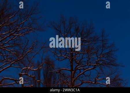 Eichen, Äste mit Schnee bedeckt zur Dämmerung, Sachsen, Deutschland *** Oaks, rami ricoperti di neve al crepuscolo, Sassonia, Germania Foto Stock