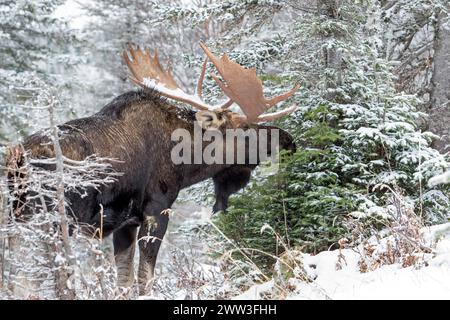 Alce. Alces calcoli. Alci di toro che si nutrono con abete bianco in tarda autunno, in una foresta innevata. Gaspesie Conservation Park. Provincia del Quebec. Foto Stock