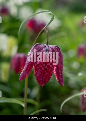 Insoliti fiori della testa di serpente fritillary, fotografati fuori dal muro agli Eastcote House Gardens, London Borough of Hillingdon UK, in primavera. Foto Stock