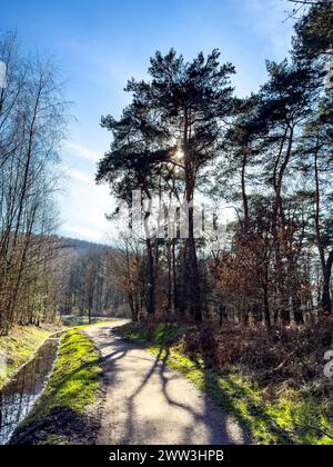 Foto retroilluminata all'ombra degli alberi sulla pista ciclabile di Kirchheller Schwarze Heide in primavera, con il sole giusto che splende Foto Stock