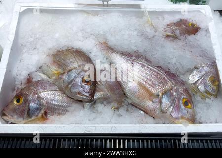 Orata di mare rossa (Pagellus erythrinus) orata di mare dorata rosa su ghiaccio in bancone refrigerato bancone di pesce da pescivendolo vendita di pesce, commercio di generi alimentari Foto Stock