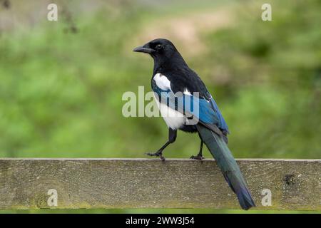 Vista posteriore ravvicinata di un uccello magpie selvaggio del Regno Unito (Pica pica) isolato su una recinzione in legno. Foto Stock