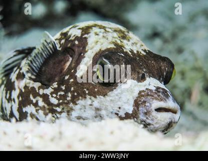 Puffer mascherato (Arothron diadematus), notte, sito di immersione Abu Nuhas Reef, Mar Rosso, Egitto Foto Stock