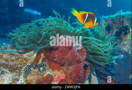 Anemonefish del Mar Rosso (Amphiprion nigripes), anemone, relitto del Thistlegorm, Mar Rosso, Egitto Foto Stock