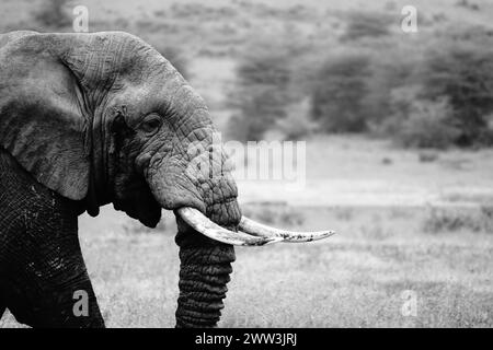 B&W African Bull Elephant (Loxodonta africana) Foto Stock