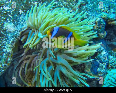 Anemonefish del Mar Rosso (Amphiprion nigripes), anemone, sito di immersione Reef Bluff Point, Mar Rosso, Egitto Foto Stock