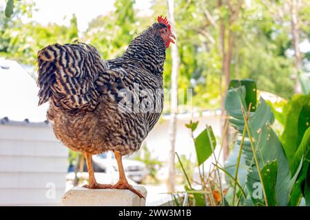 Una gallina si trova su una colonna di recinzione di legno Foto Stock