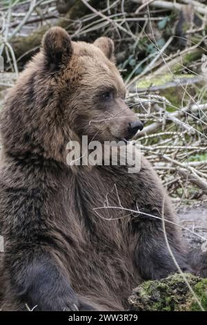 Bristol Zoo Project, Bristol, Regno Unito. 21 marzo 2024. I progetti dello zoo di Bristol sono ormai fuori dall'ibernazione e stanno vagando per il recinto di Wild Wood con i loro vicini, i Lupi. Durante l'inverno, i Bears entrano in un torpore che, pur non essendo un vero ibernazione, si svegliano in primavera. Lo Zoo Project era precedentemente conosciuto come Zoo di Bristol, ma cambiò il suo nome quando si spostò dalla sua posizione in città a una posizione rurale più attraente. Crediti: JMF News/Alamy Live News Foto Stock