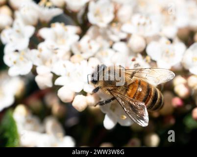 Ape su fiore di Viburnum tinus in primavera in un giardino Foto Stock