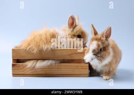 Piccoli conigli carini su sfondo azzurro Foto Stock