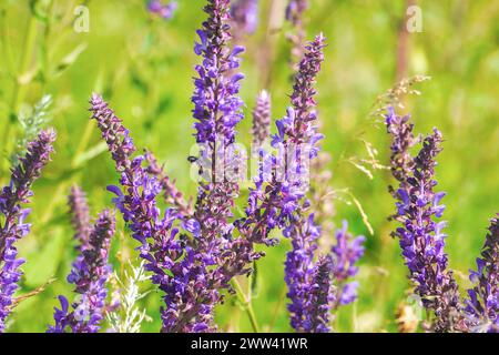 Fiori di salvia viola selvaggio nel prato. Salvia officinalis Foto Stock