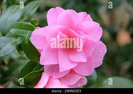 Camelia singola rosa semi-doppia in fiore Foto Stock