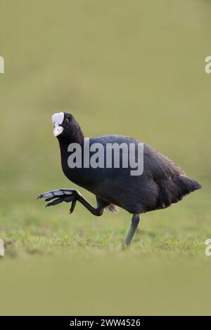 Black Coot / Eurasian Coot ( Fulica atra ) mostrando i suoi grandi piedi camminando, sembra divertente, fauna selvatica, Europa. Foto Stock