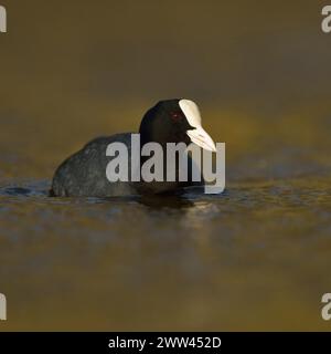 Black Coot ( Fulica atra ) in un bellissimo e scintillante abito da riproduzione, nuotando attraverso belle acque colorate, riprese frontali, fauna selvatica, Europa. Foto Stock