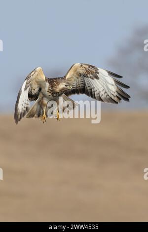 Buzzard comune ( Buteo buteo) in volo, alla ricerca di cibo, caccia, sparatutto frontale, fauna selvatica, Europa. Foto Stock