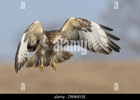 Buzzard comune ( Buteo buteo) in volo, alla ricerca di cibo, caccia, sparatutto frontale, fauna selvatica, Europa. Foto Stock