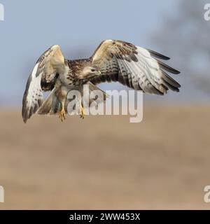 Buzzard comune ( Buteo buteo) in volo, alla ricerca di cibo, caccia, sparatutto frontale, fauna selvatica, Europa. Foto Stock