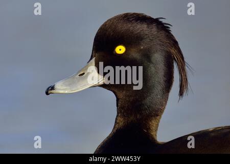 Anatra tufted ( Aythya fuligula ), drake, anatra maschile in abito da riproduzione, primo piano, colpo alla testa, nuoto, fauna selvatica, Europa. Foto Stock