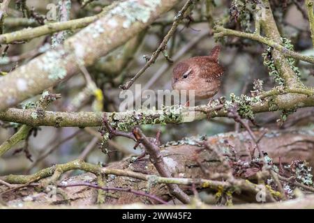 Brittens Pond, Worplesdon. 21 marzo 2024. Tempo soleggiato in tutte le contee di Home, stamattina. Un wren eurasiatico (Troglodytes troglodytes) arroccato su un albero a Brittens Pond a Worpleson, vicino a Guildford, nel Surrey. Crediti: james jagger/Alamy Live News Foto Stock