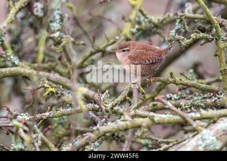 Brittens Pond, Worplesdon. 21 marzo 2024. Tempo soleggiato in tutte le contee di Home, stamattina. Un wren eurasiatico (Troglodytes troglodytes) arroccato su un albero a Brittens Pond a Worpleson, vicino a Guildford, nel Surrey. Crediti: james jagger/Alamy Live News Foto Stock