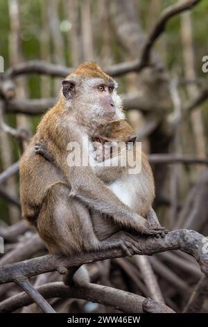 Long Tailed Macaque Mother and Infant a Langkawi Mangroves, Malesia Foto Stock