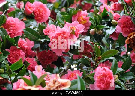 Camelia japonica rosa brillante doppia peonia "Laura Boscawen" in fiore. Foto Stock