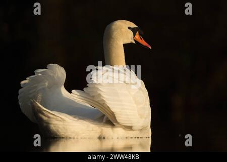 L'elegante Mute Swan Cygnus olor mostra la sua bellezza con splendidi riflessi su una superficie di acque scure e calme, la fauna selvatica e l'Europa. Nordrhein-Westfalen, Rheinland Deutschland, Europa Foto Stock