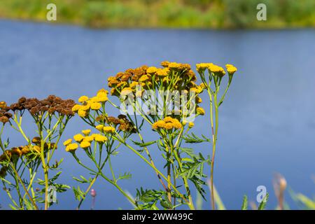 Tansy è una pianta erbacea perenne fioritura usata nella medicina popolare. Foto Stock