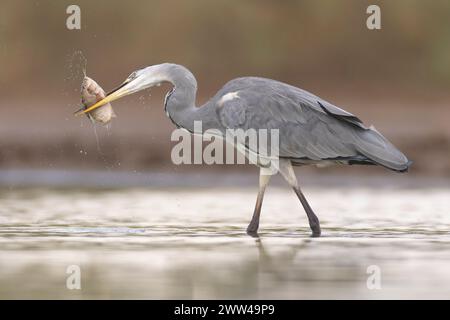 Aironi grigi (Ardea cinerea) che pescano in uno stagno d'acqua. Questo grande uccello caccia in laghi, fiumi e paludi, pesca di pesci o piccoli animali con una freccette Foto Stock