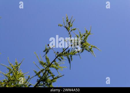 un ramo di larice con giochi primaverili di colore verde brillante, sullo sfondo blu del cielo. Foto Stock