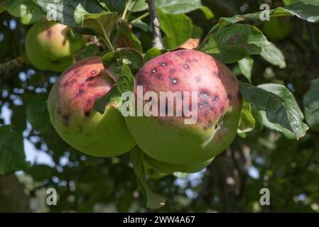 Piccole lesioni discrete, un sintomo di scabro di mele (Venruria inaequalis) sulla grande mela matura Blenheim Orange in estate, Berkshire, agosto Foto Stock