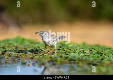 Parula barrata vicino all'acqua la parula barrata (Curruca nisoria) è una parula tipica che si riproduce attraverso le regioni temperate dell'Europ centrale e orientale Foto Stock
