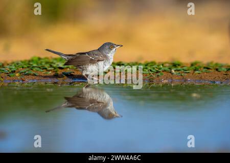 Parula barrata vicino all'acqua la parula barrata (Curruca nisoria) è una parula tipica che si riproduce attraverso le regioni temperate dell'Europ centrale e orientale Foto Stock